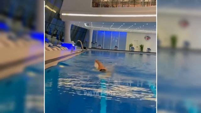 Islam Makhachev Training Workout