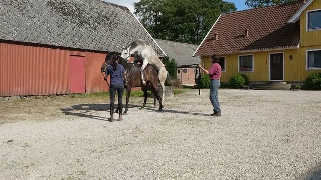 Natural covering - horse breeding - Horse mating - mating sound - thoroughbreds - Stud behavior - смотреть онлайн