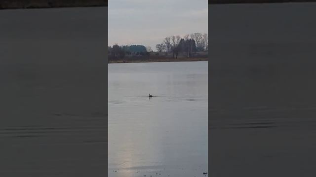 Подводная охота на жабне смотреть онлайн