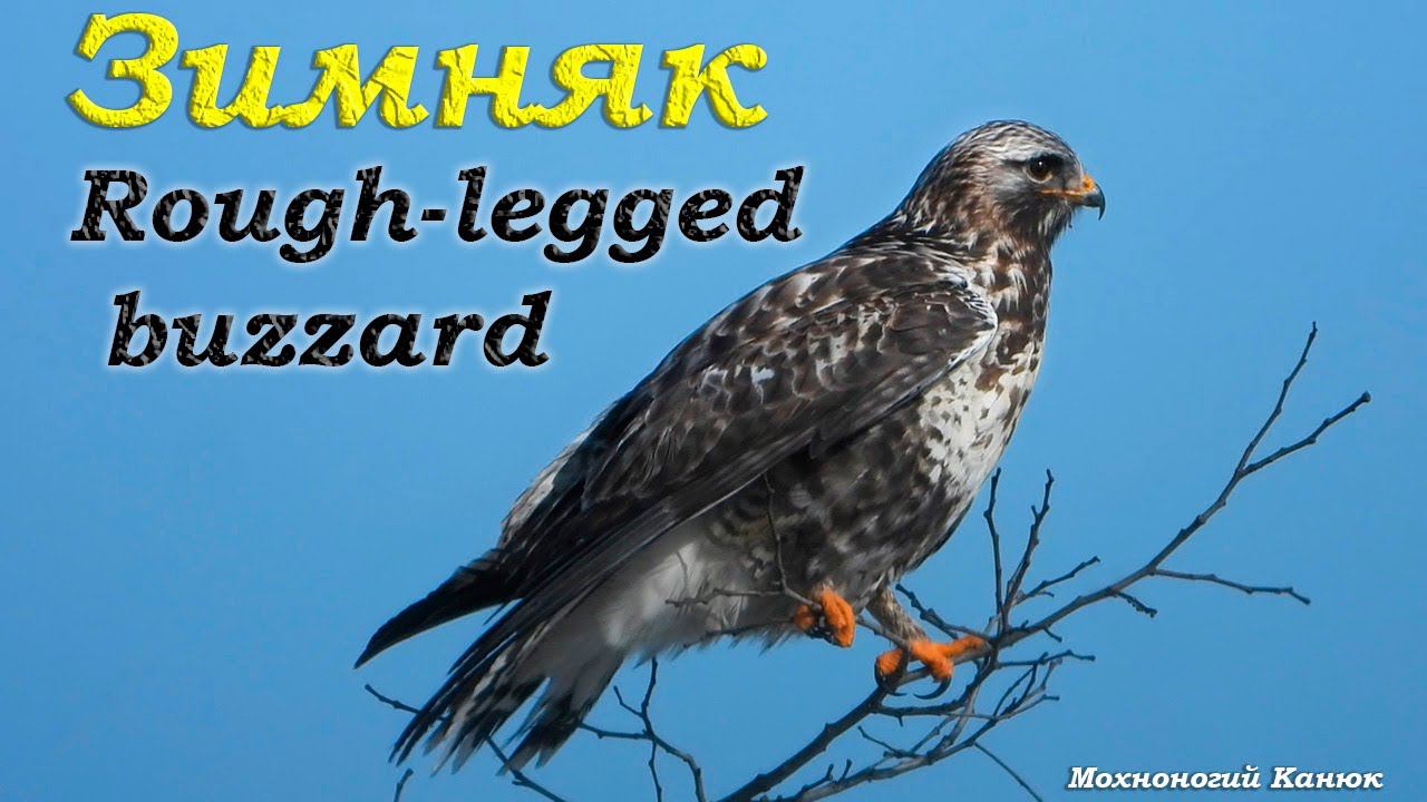 Зимняк / Мохноногий Канюк / Rough-legged buzzard смотреть онлайн