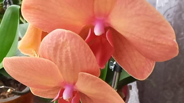 Две орхидеи уценки)Phal.,, Asian San". и биглип мультифлора ? смотреть онлайн