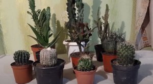 Как правильно поливать кактусы