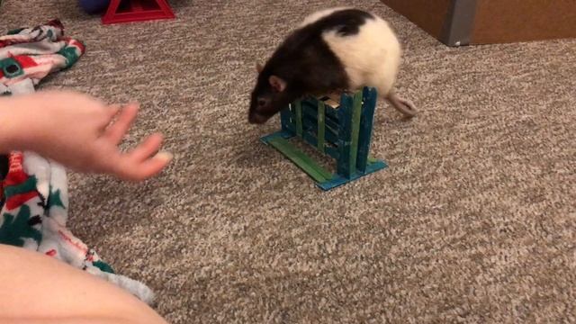 Meatball the Rat Training Session! смотреть онлайн