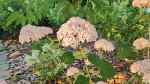 Розовые древовидные гортензии I Ruby Annabelle I Magical Pinkerbell