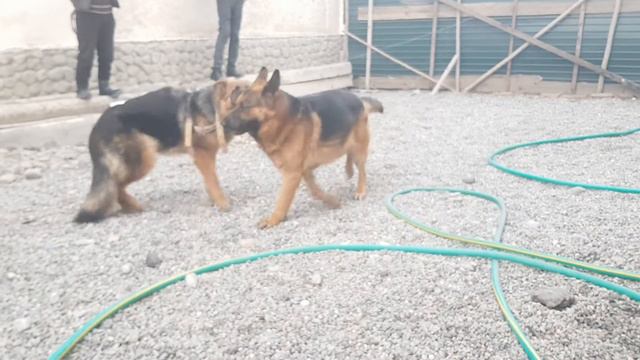 Вязка немецкой овчарки в Узбекистане - Mating German Shepherd in Uzbekistan смотреть онлайн