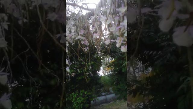 The Orchid Eden Project @ChiangMai 1 Dendrobium pimulinum. смотреть онлайн