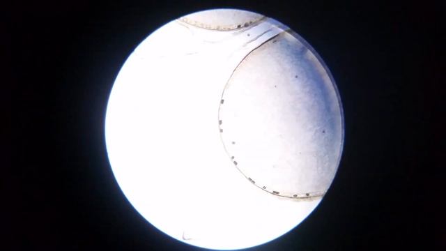 Под микроскопом крахмальные зёрна смотреть онлайн