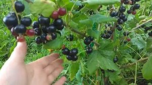 Селеченская-2, первый урожай