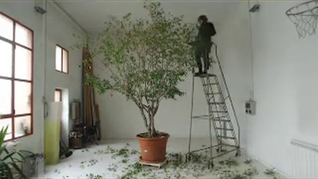 Arriverà la primavera? смотреть онлайн