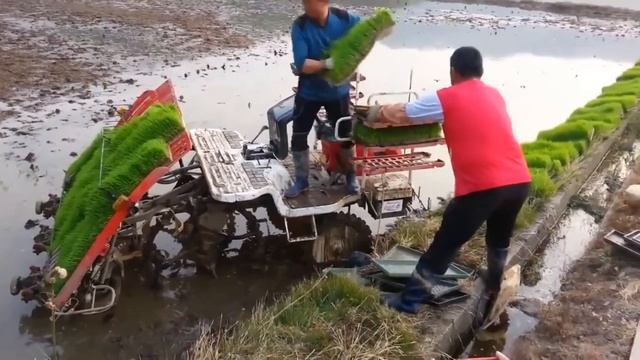 Как выращивают и собирают РИС смотреть онлайн