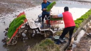 Как выращивают и собирают РИС