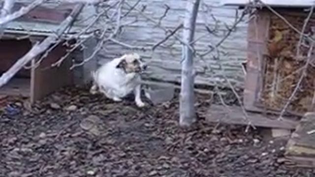 собака-тюлень смотреть онлайн