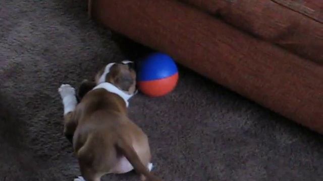 Inca & ball.AVI смотреть онлайн