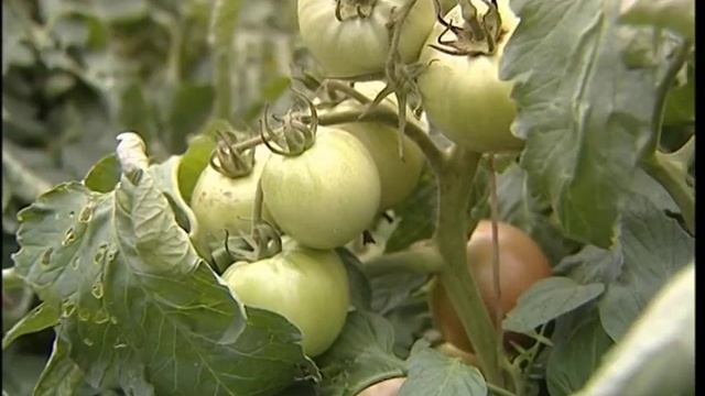 Левиков=Рейд Россельхознадзора Чудовский район