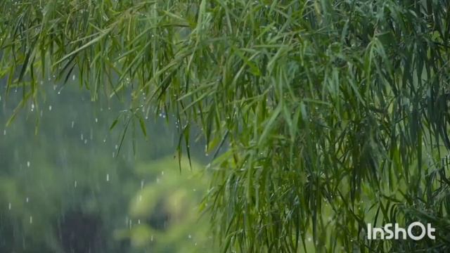rain sound therapy meditation звук дождя медитация терапия смотреть онлайн