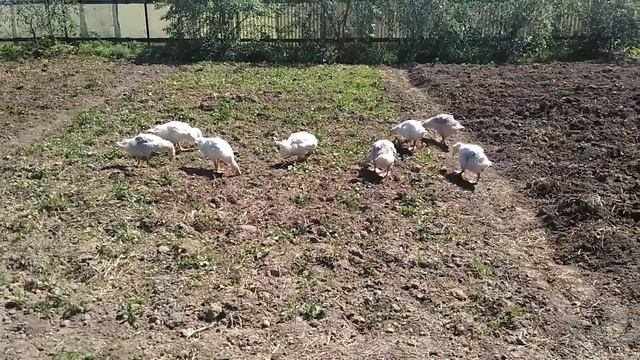 Гуси помогают в огороде. смотреть онлайн