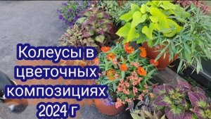 Колеусы в цветочных композициях. Часть 2