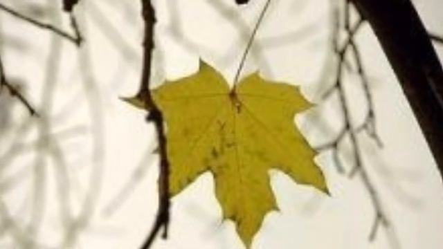THE LAST LEAF BY O.HENERY, ENGLISH LESSON 1,B.COM 1ST SEMESTER смотреть онлайн
