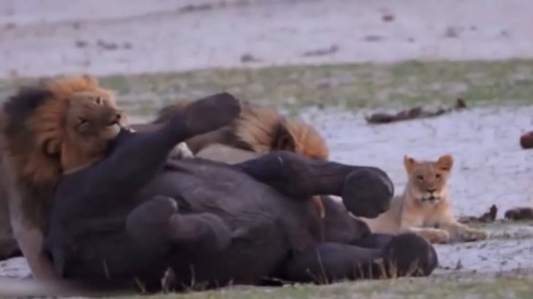 15 Merciless Moments When Male Lions Attack Their Prey
