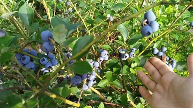 ХАННА ЧОЙС / Hannah`s Choice и РЕКА / Reka. В Подмосковье самые ранние сорта голубики.