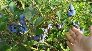 ХАННА ЧОЙС / Hannah`s Choice и РЕКА / Reka. В Подмосковье самые ранние сорта голубики.