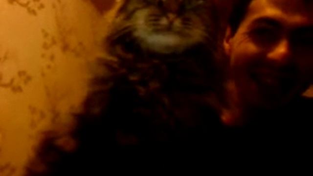 Кот ловит мышь в кампюторе смотреть онлайн