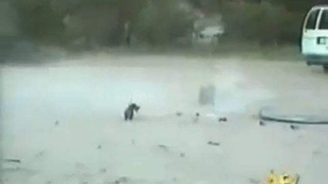 Римская свеча и собака смотреть онлайн