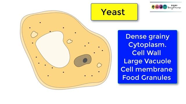 Yeast-Basic Details-Leaving Cert Biology (Fungi) смотреть онлайн