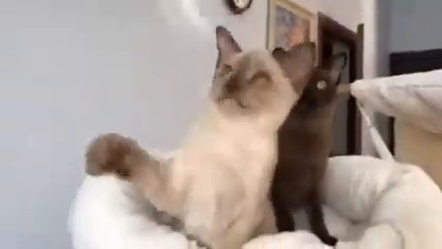 Aldis Ricardo смотреть онлайн