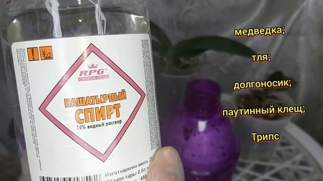 Всего 5мл. и ЖИРНЫЕ листья ПРУТ корни РВУТ и ВРЕДИТЕЛЕЙ НЕТ ❗#Орхидея