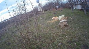 масленица 2022\сжигание чучела