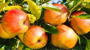 Яблоня Летнее Полосатое