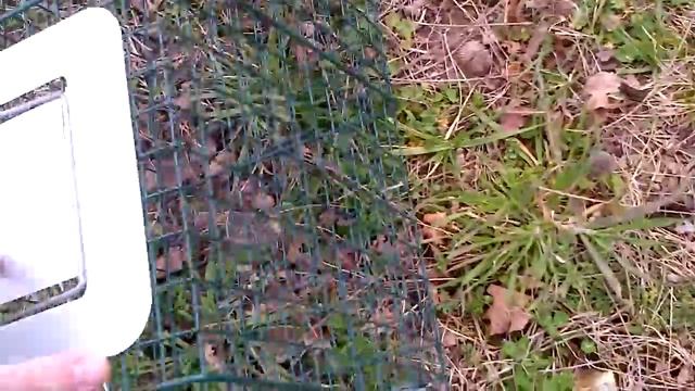 Andrew catching opossum in the yard смотреть онлайн