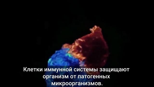 Т-лимфоциты за работой. Это происходит внутри нашего организма ежесекундно. смотреть онлайн