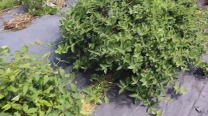 Жимолость Даст Много ЯГОД Если Подсыпать Это Удобрение / чем обработать жимолость