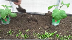 Высадка огурцов в поликарбонатную теплицу. При какой температуре грунта и что положила в лунки.