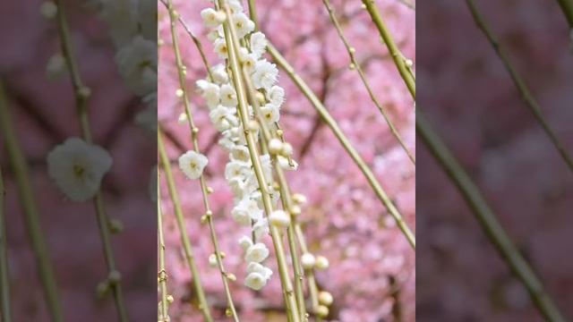 Насладимся цветением японской сакуры! Мир труд май! Всех с праздником! Вёсны! смотреть онлайн
