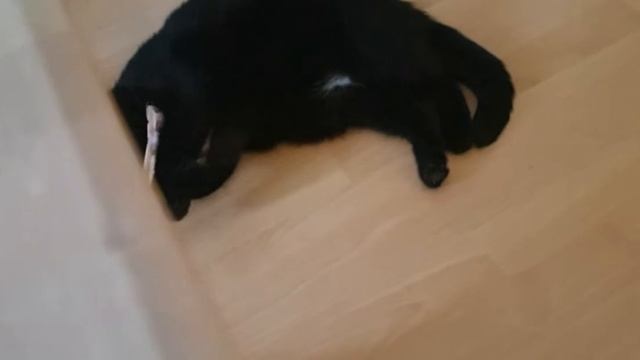 Что с котами делает валерьянки. смотреть онлайн