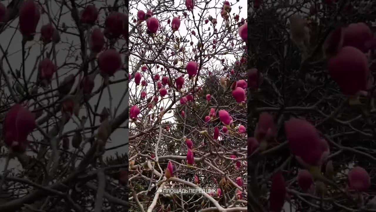 26.03.23 г. Погода Лазаревское. Магнолия около ЦНК #shorts смотреть онлайн