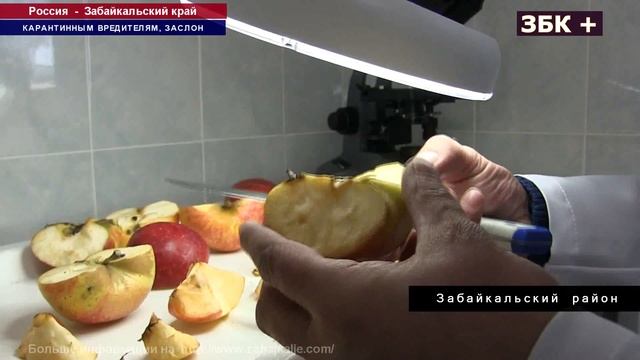 ГУСЕНИЦУ КАРАНТИННОЙ ВОСТОЧНОЙ ПЛОДОЖОРКИ ОБНАРУЖИЛИ В ПАРТИИ ЯБЛОК ИЗ КИТАЯ смотреть онлайн