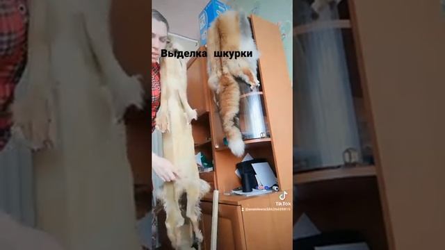 Сама выделываю лис которых добыла и шью шапки. смотреть онлайн