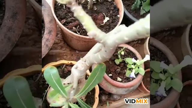 Flower overview and tips to get bloom on adenium plant смотреть онлайн