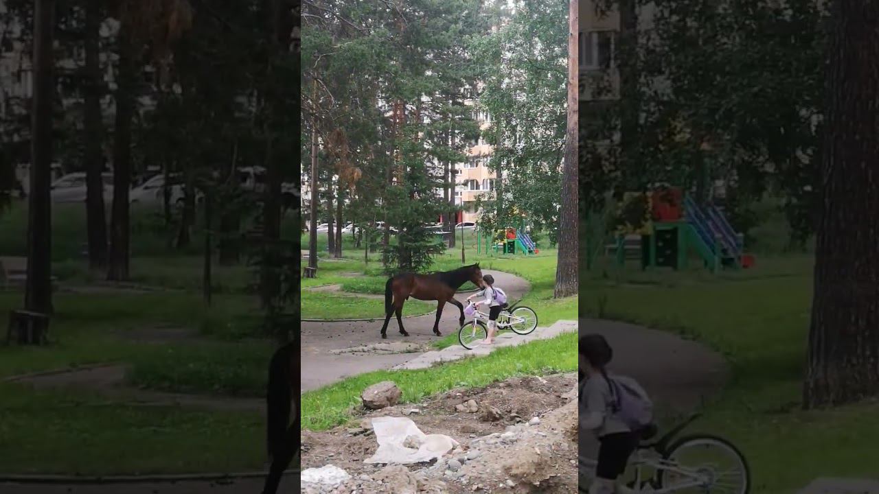 По Железногорску бродит конь смотреть онлайн