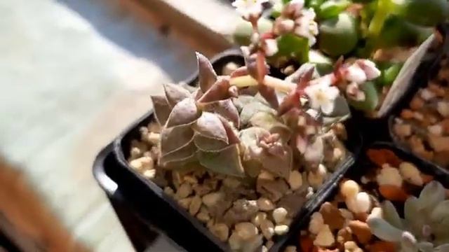 Небольшой обзор малышей из посылки смотреть онлайн