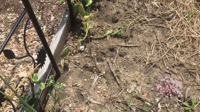 Early Summer Kitchen Garden Tour (Food and Flowers) смотреть онлайн