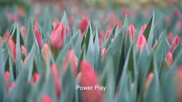 Strong Gold, Strong Power, Power Play, Replay Tupils (мы теплица Лаврики , это наши тюльпаны! =) смотреть онлайн