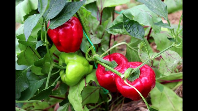 МОЙ УРОЖАЙ В КОНЦЕ ИЮЛЯ