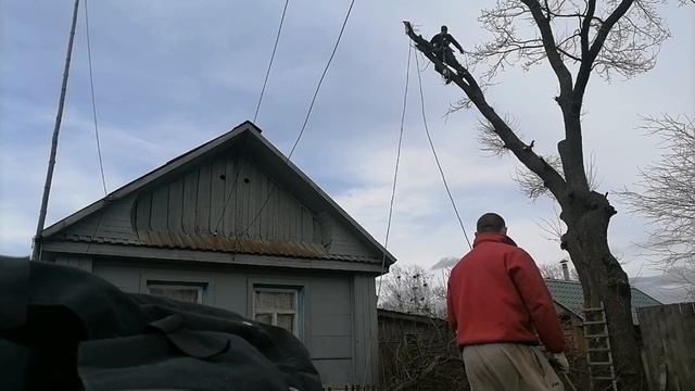 Огромный дуб. И его удаление. смотреть онлайн