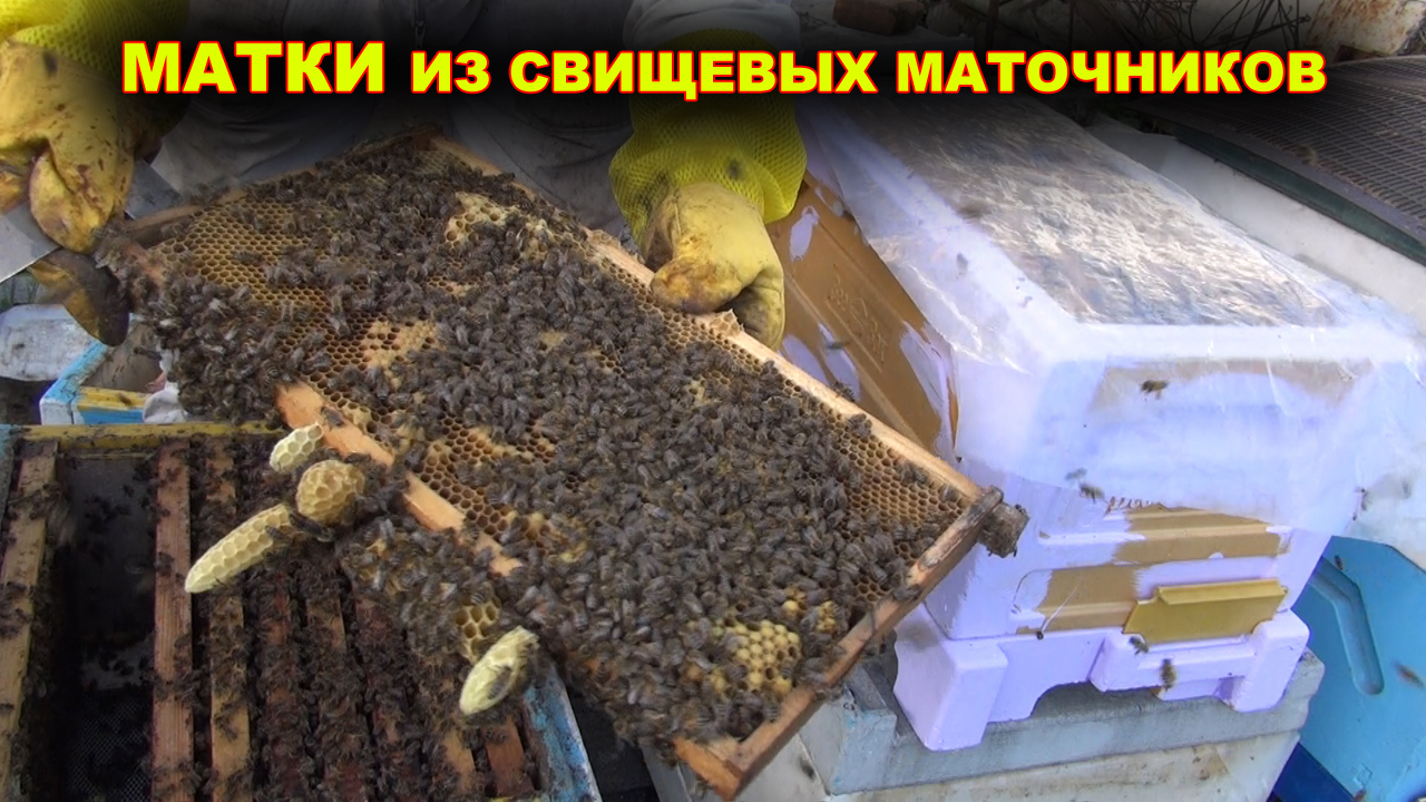 Как вывожу маток из свищевых маточников.