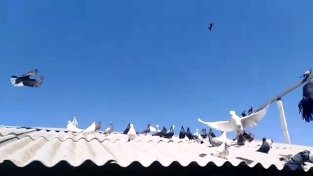 "" ГОЛУБИ "" АНДРЕЙ ЗЛЕНКО. 31.08.2020.г. смотреть онлайн